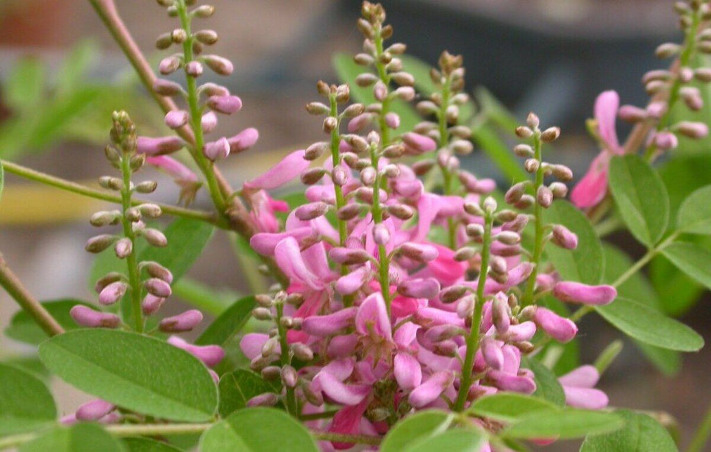planta indigofera tinctoria L. que gera o corante índigo